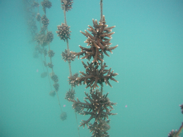 Hanging corals at the port