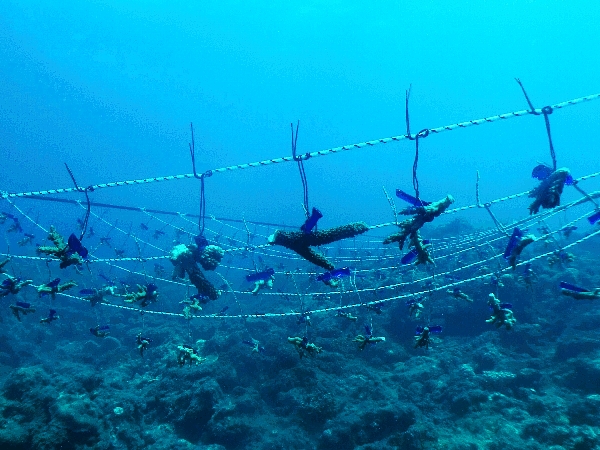 Hanging garden of corals