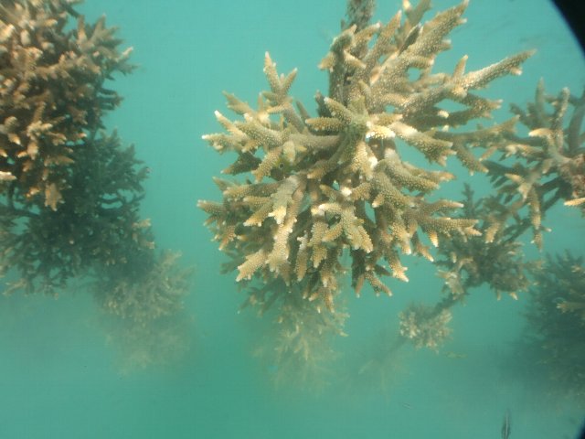 Hanging corals at the port(after 1 year)