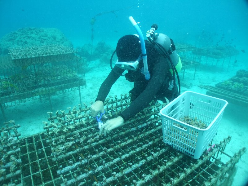 Making the small pieces of corals to use transplanting.