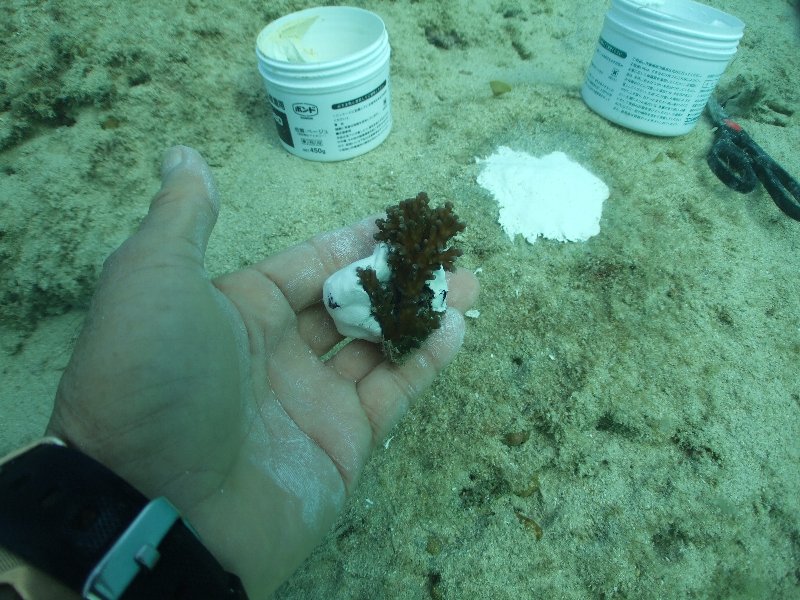 Apply the underwater bond on the coral.