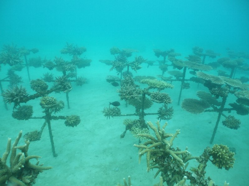 It is a state of corals one year later.