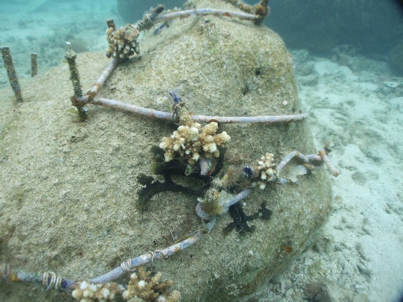 How to transplantation method that tie a coral  to a string.